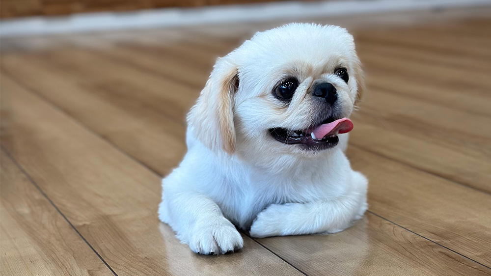 フローリングでくつろぐ犬