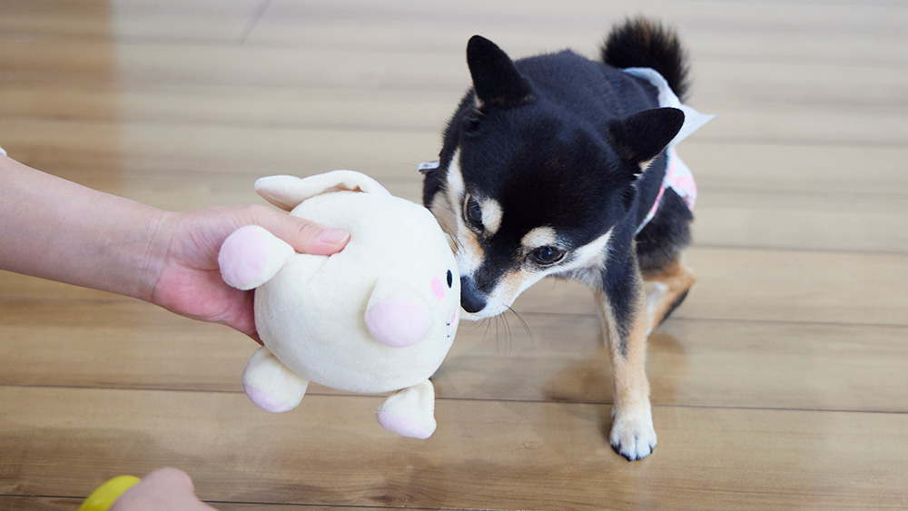 ぬいぐるみで遊ぶ柴犬の子犬