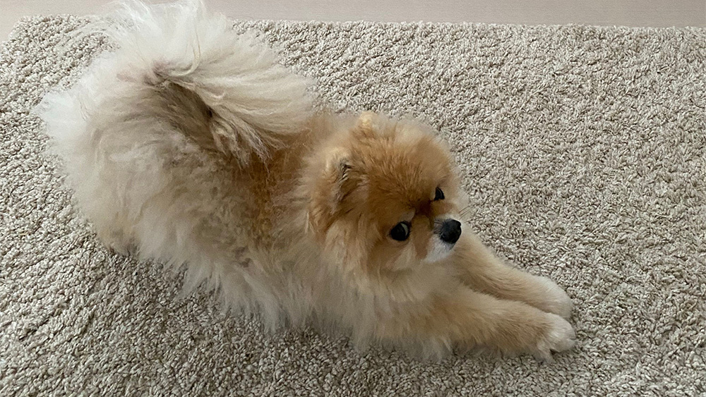 カーペットに寝転ぶ犬