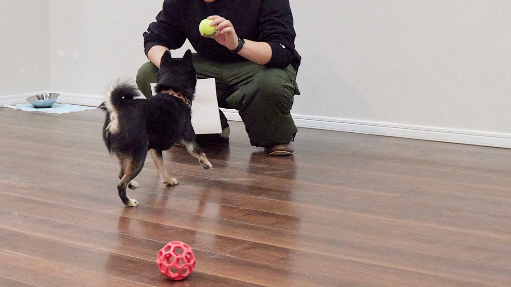 ショールームで遊ぶ柴犬