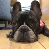 ペット