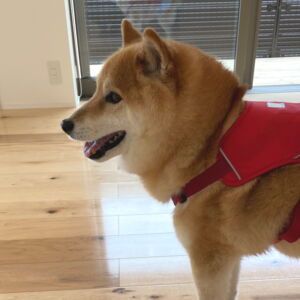 ドッグライフ