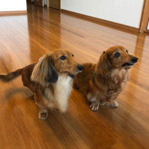 プレミアム ドッグライフコートプレミアム