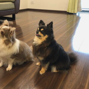 ドッグライフ